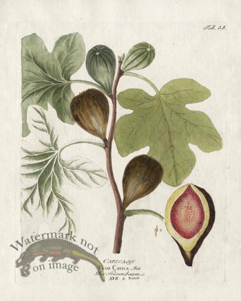 Common Fig